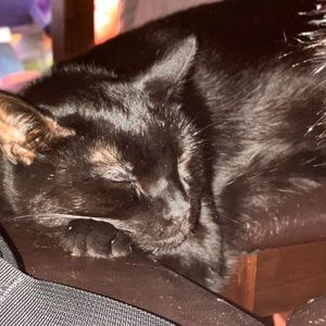 Meet your Posher, Jazleen cedeno